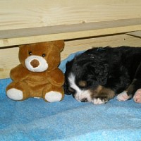 luca-402249.jpg