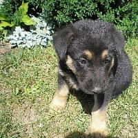 luca-402786.jpg
