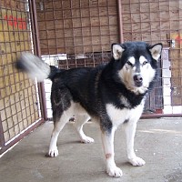 luca-408149.jpg