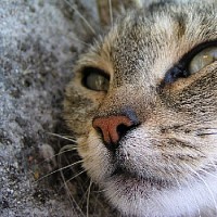 luca-408154.jpg