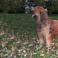 luca-408158.jpg