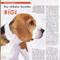 luca-408162.jpg