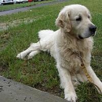 luca-408699.jpg