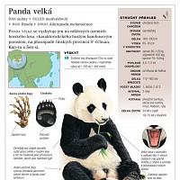 luca-408705.jpg