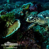 luca-409204.jpg