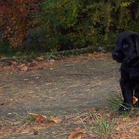 luca-412691.jpg