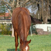 luca-414200.jpg
