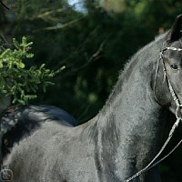 luca-414206.jpg