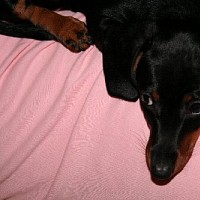 luca-414222.jpg