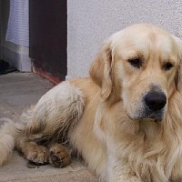 luca-414235.jpg