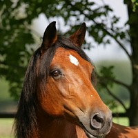 luca-414237.jpg