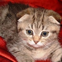 luca-414239.jpg