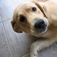 luca-414245.jpg