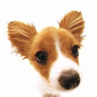 luca-415412.jpg