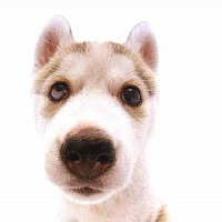 luca-415413.jpg