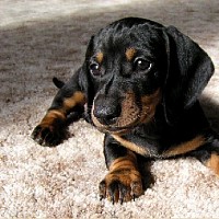 luca-415414.jpg