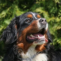 luca-415434.jpg
