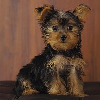 luca-415995.jpg