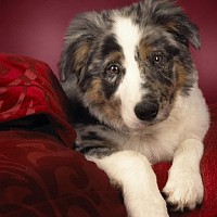 luca-415999.jpg
