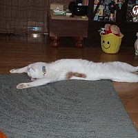 luca-427852.jpg