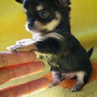 luca-432893.jpg