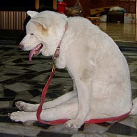 luca-439681.jpg