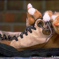 luca-466241.jpg