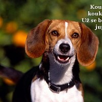 luca-466374.jpg