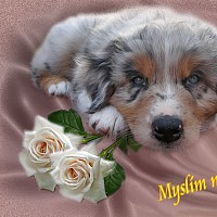 luca-466376.jpg