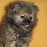 luca-466379.jpg