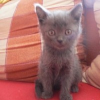 luca-466385.jpg