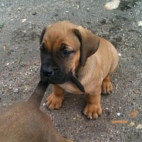 luca-466428.jpg