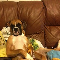 luca-655185.jpg