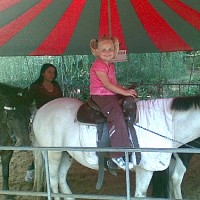 stellindula-431180.jpg