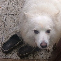 dabel-525982.jpg