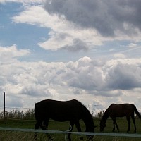 zdenasva-512646.jpg