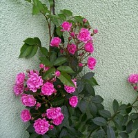 zdenasva-512649.jpg