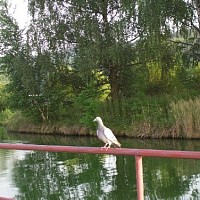 zdenasva-513292.jpg