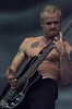 michael-flea-balzary-351966.jpg