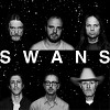 swans-585079.jpg