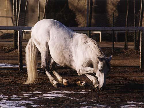 DencaKotkova