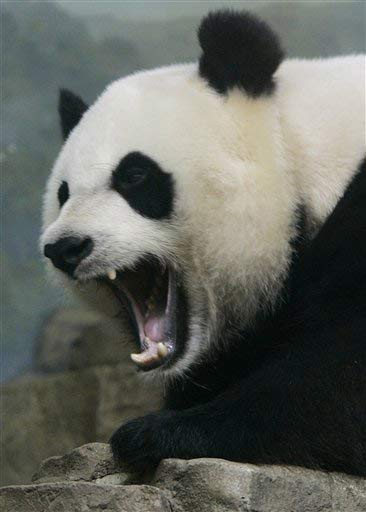PandaMonster