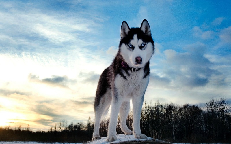 barunkahusky