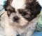 Shih-tzu