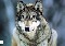 Graywolf