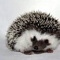 Zoretka