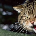 Wildcat11