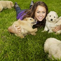 miley-hpe-310562.jpg