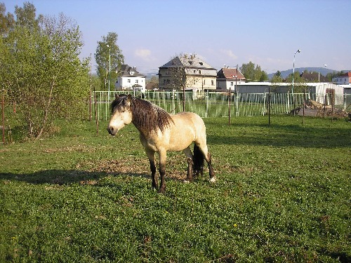 Můj kuň.