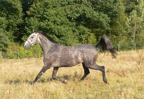 Naše Corsa(Korýš)